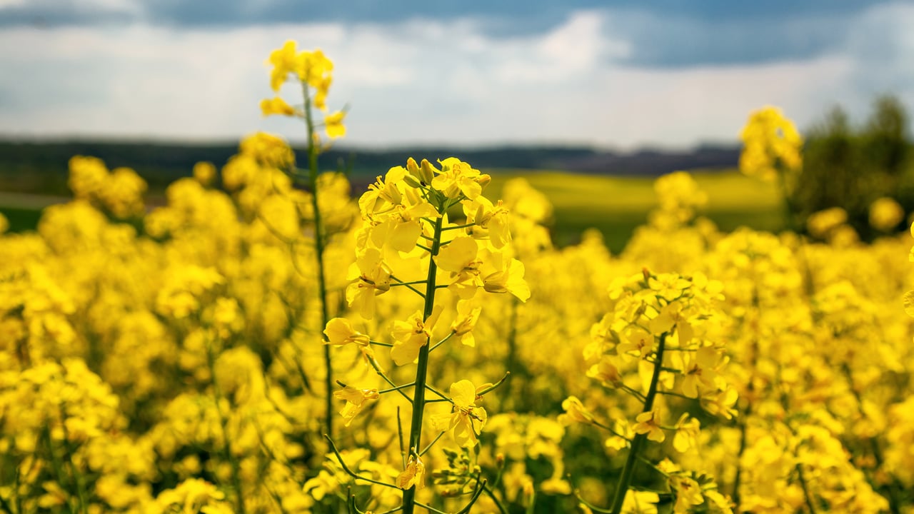 Precision bred crop production takes major step forward