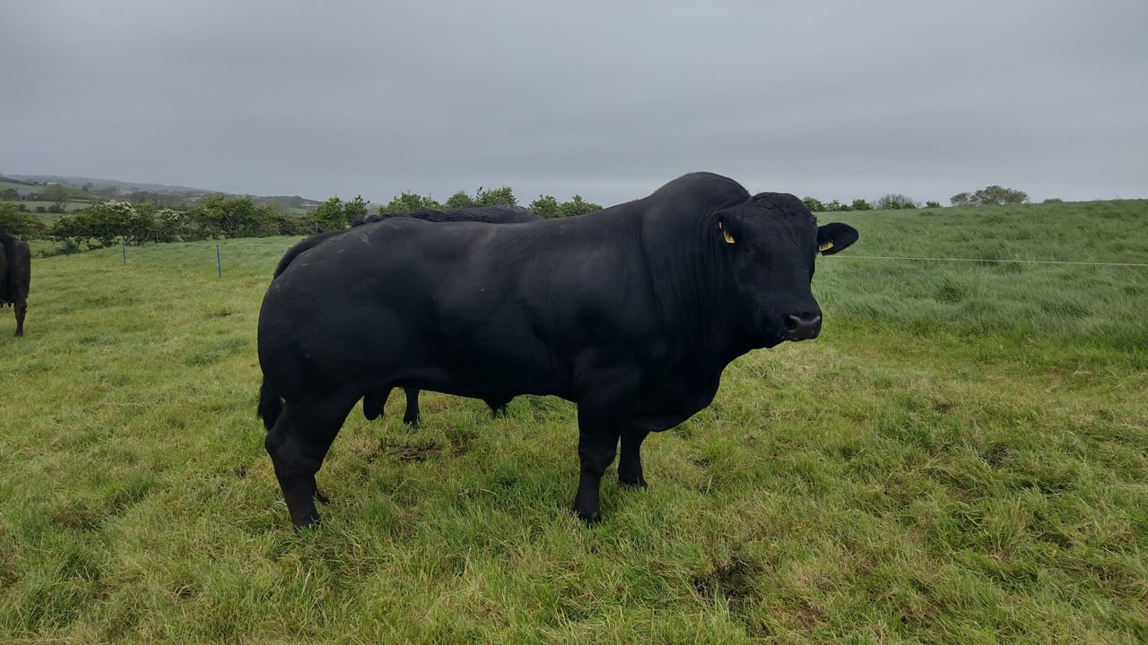When will the stock bull take over from AI?