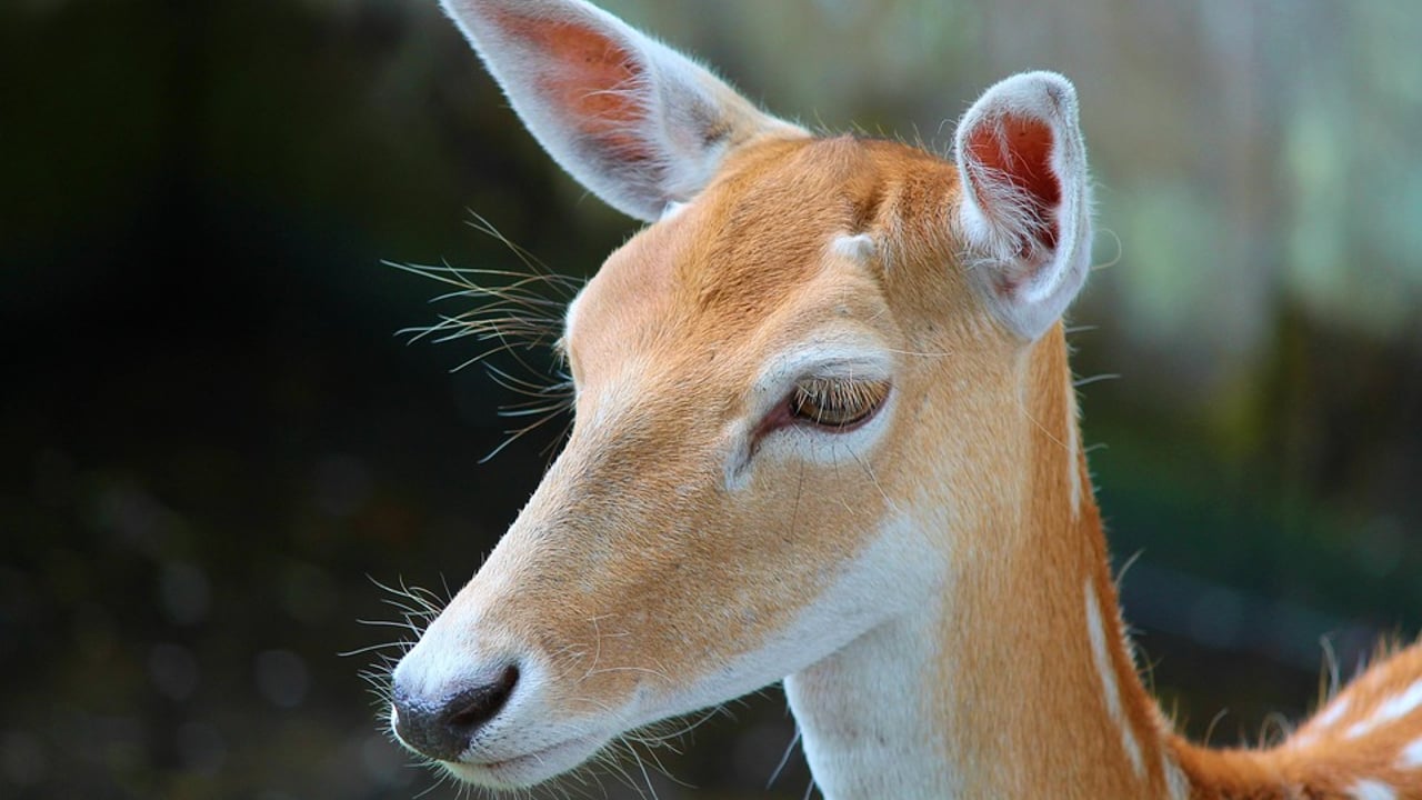New traceability rules for NI keepers of alpacas, llamas and deer
