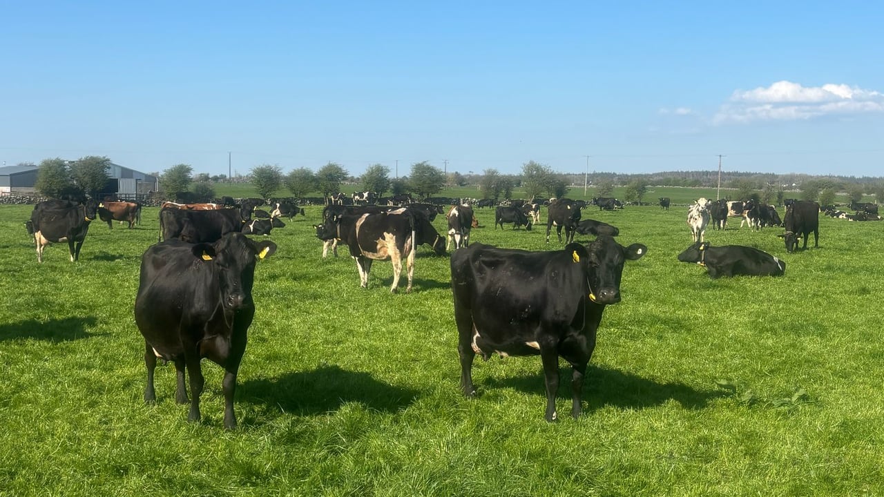 Fly control as warm front rolls in
