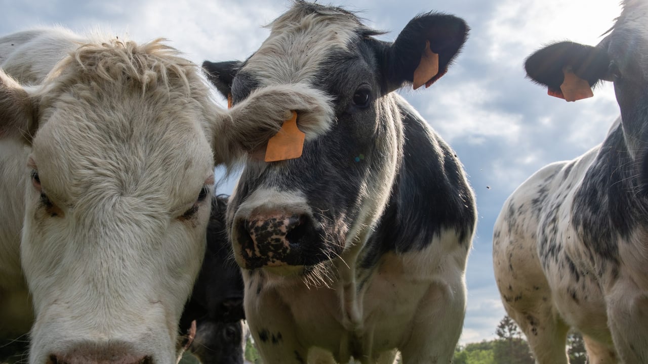 Irish cattle prices ease despite ‘continued supply constraints’ – ADHB
