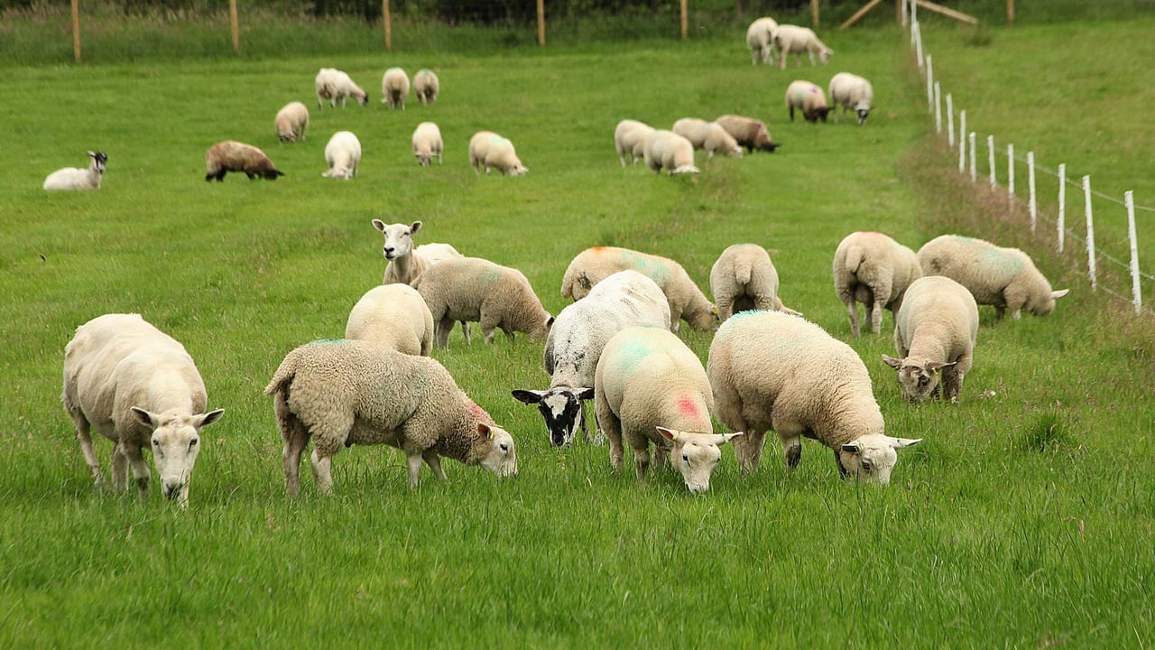 Applications open for CAFRE sheep worm and fluke control innovation visit