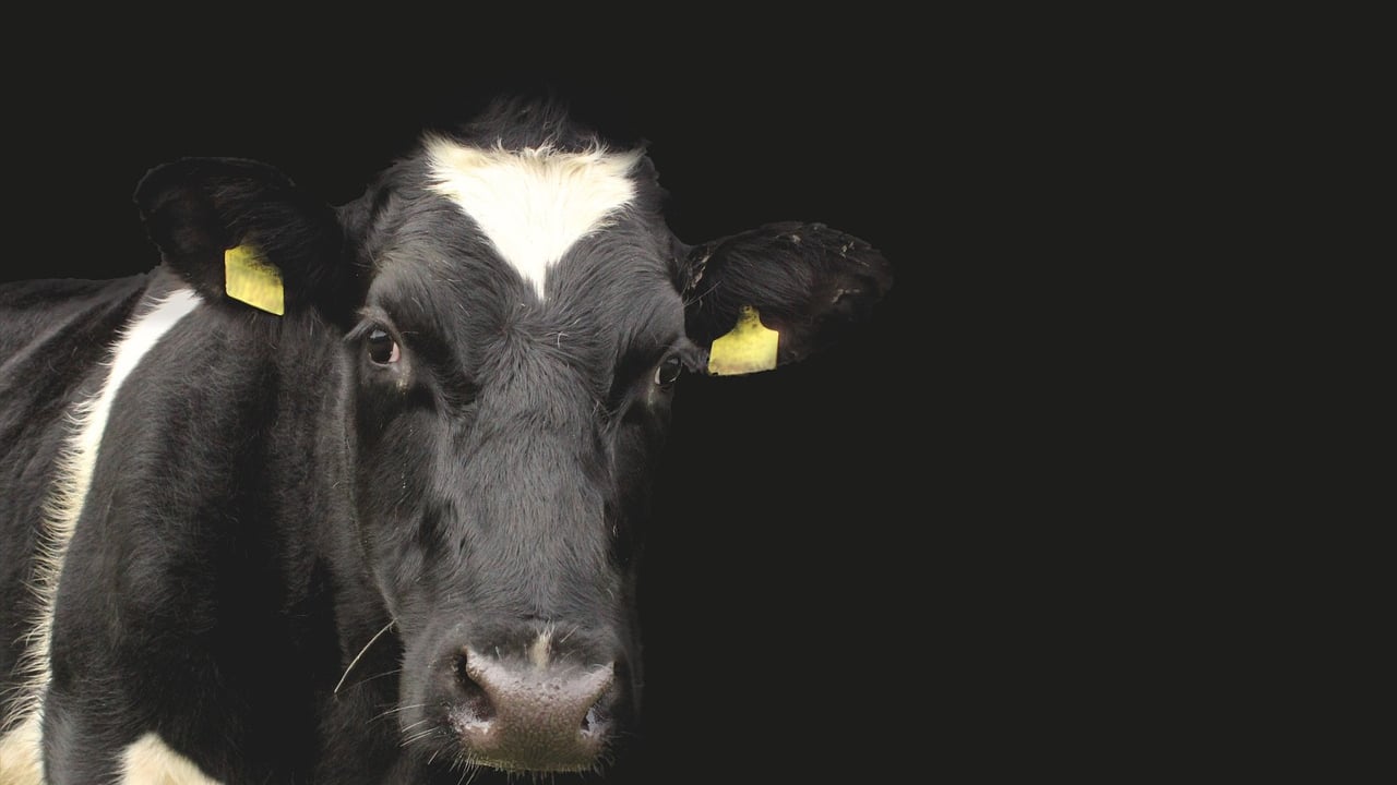 Reduced BVD restriction threshold from June in NI