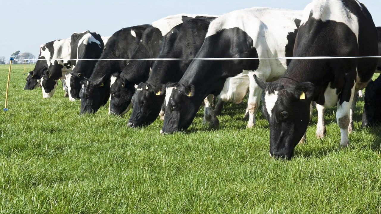 Dangers of ‘addiction to feed’ in dairy farming
