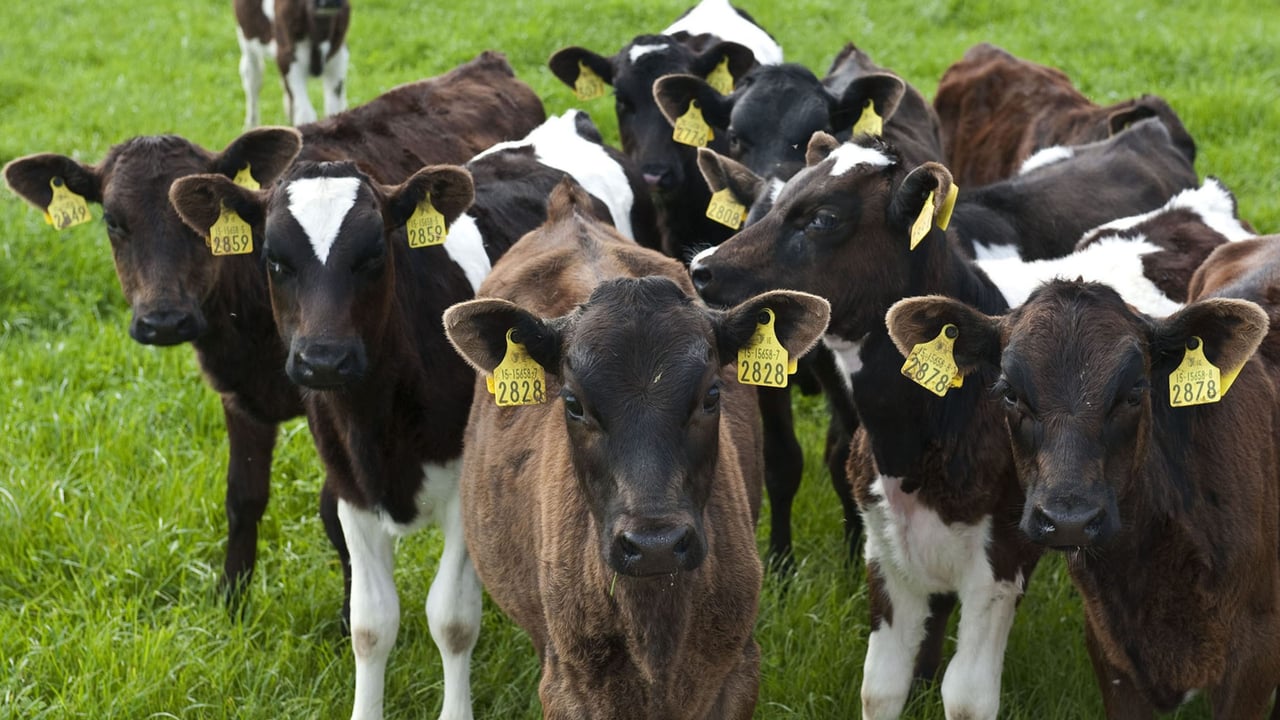 How to make contract rearing work for you