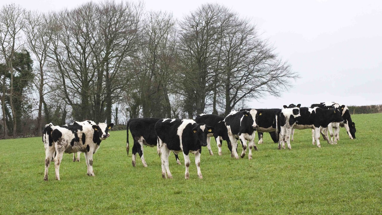 Do ‘recycled’ empty cows have a role?