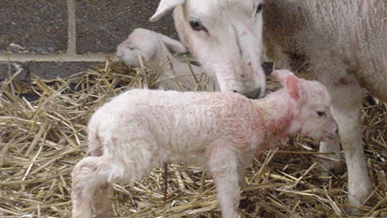 Vet ambassador encourages farmers to prepare for lambing early