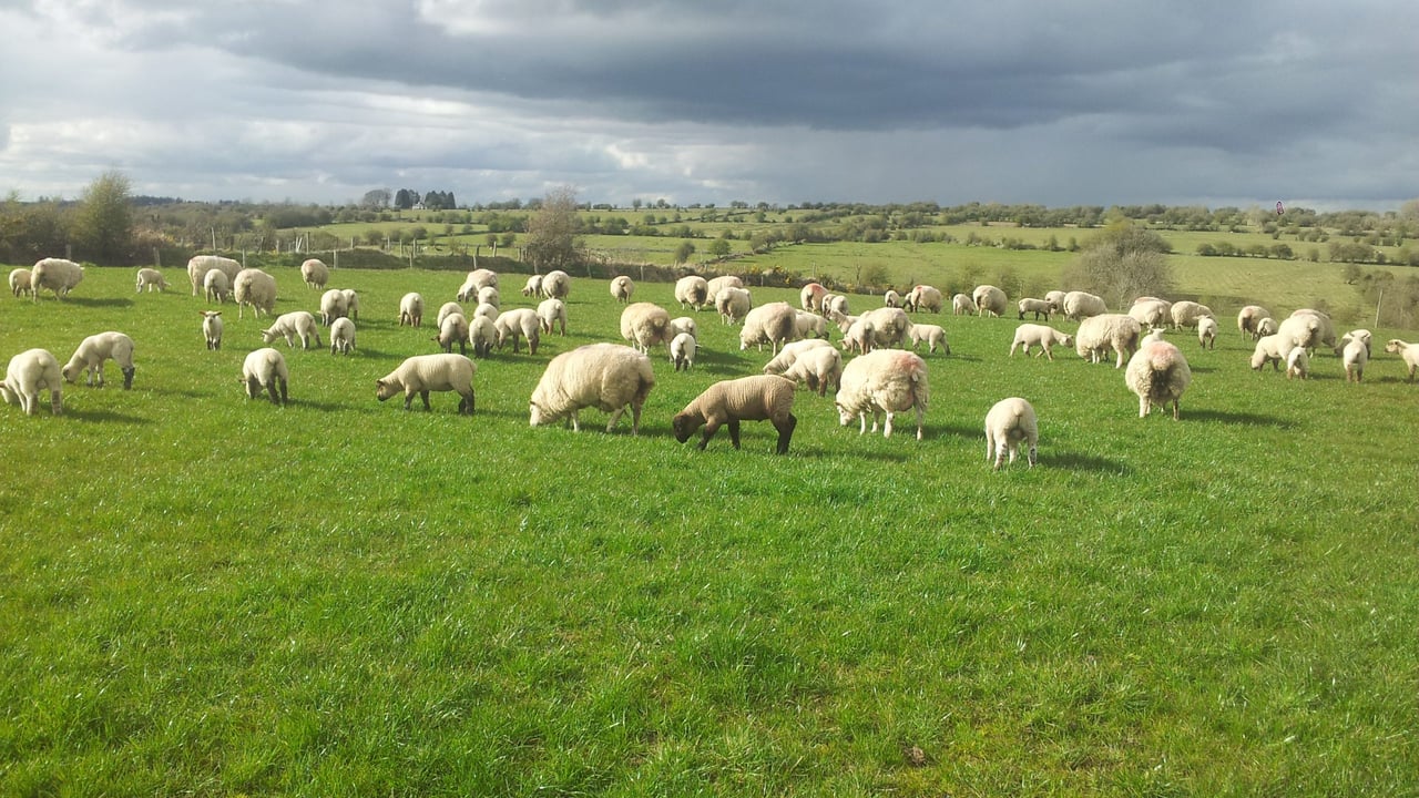 Sheep meat imports into the EU down