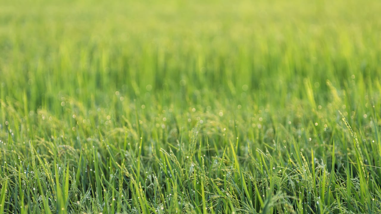 AberGreen grass wins prestigious variety cup
