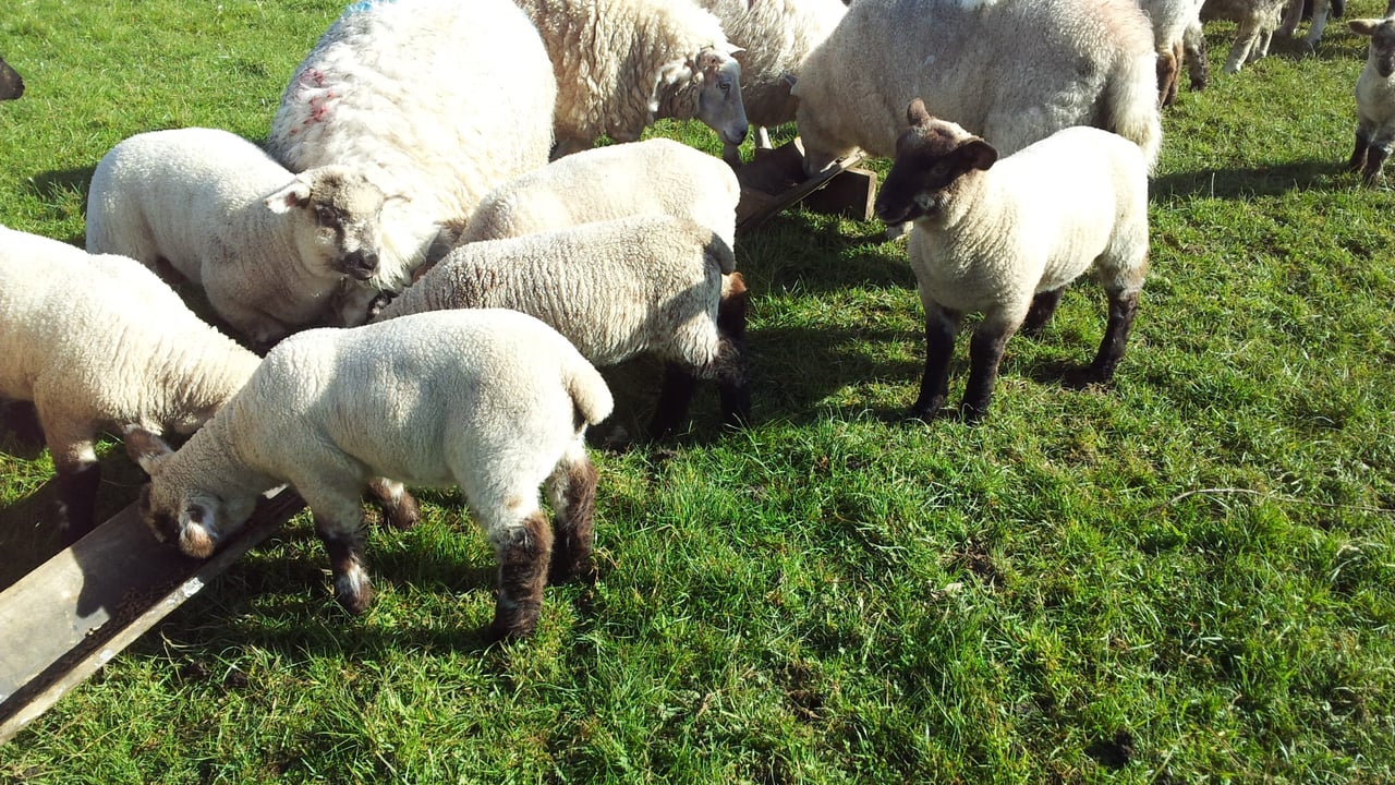 ‘Lambs with scour on fresh grass is usually a sign of a parasitic infection’