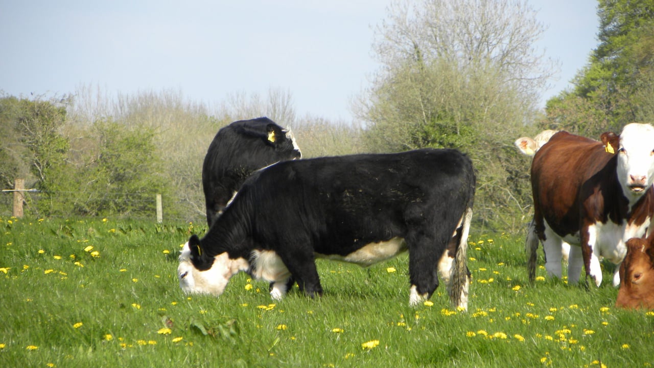 UK buyers focus on in-spec animals – March beef price drops 6p/kg