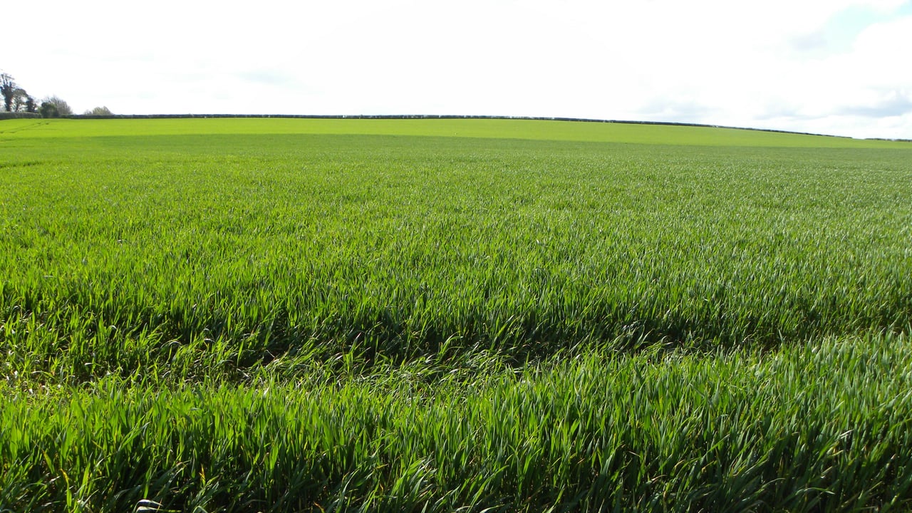 Here’s how much Nitrogen to put on winter crops this March