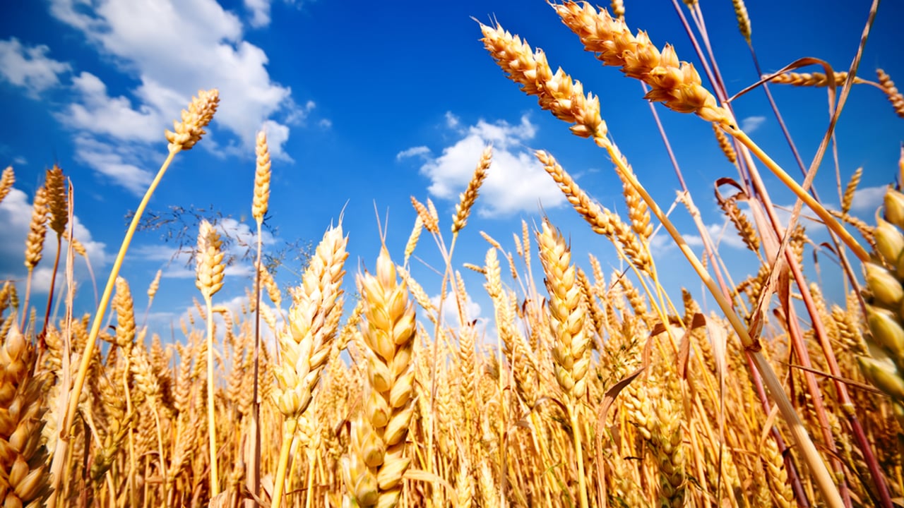 Organic agriculture comes up trumps in US research
