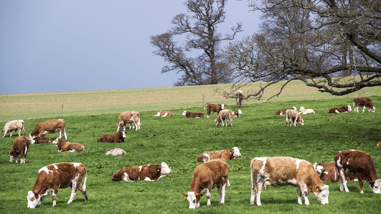 What does the future hold for the European suckler cow numbers?