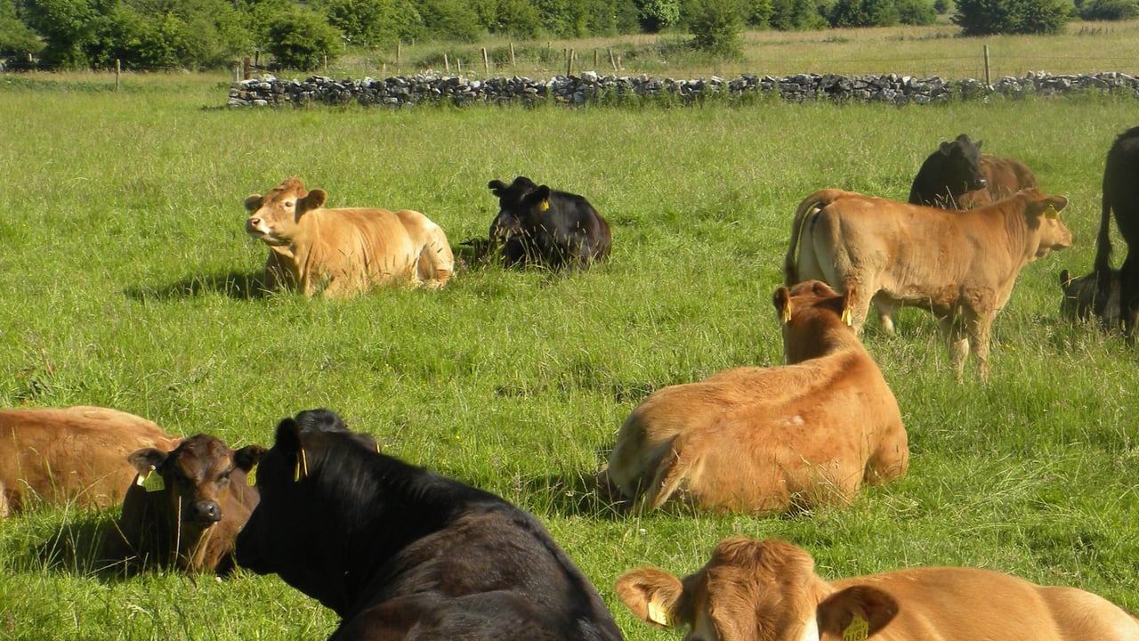 UK prime cattle numbers to fall as suckler herd plummets