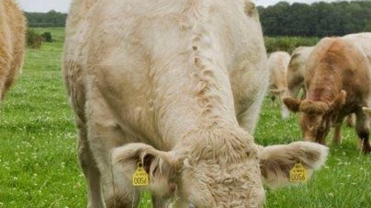 New bonus scheme for Charolais cull cows and heifers