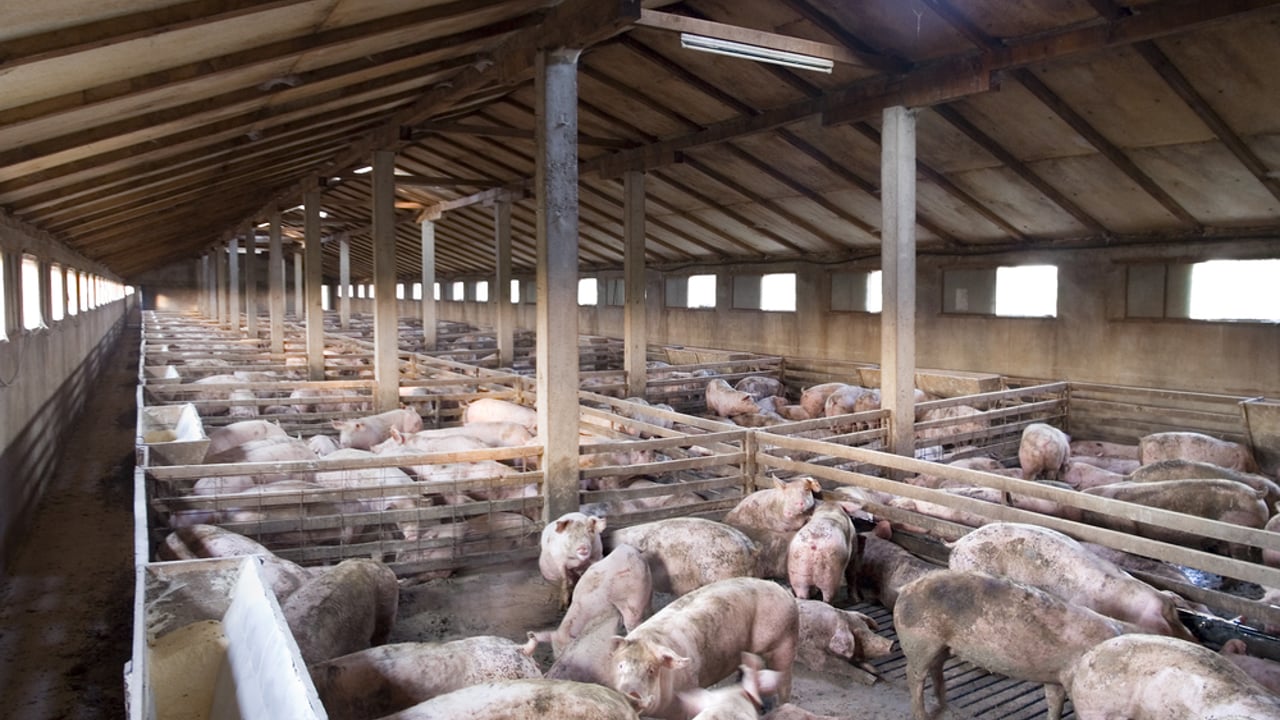 EU pig numbers could be starting to fall