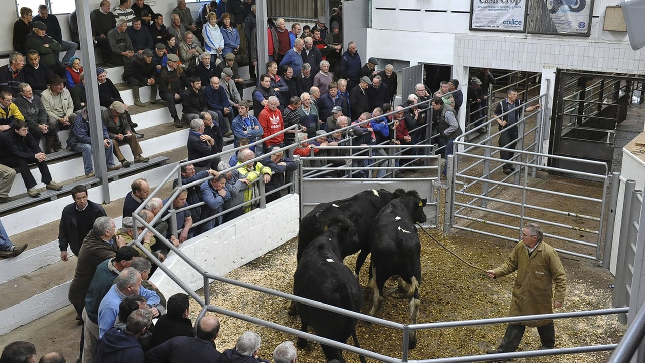 UK dairy farmer to sell 1,000-cow herd to fund suckler venture