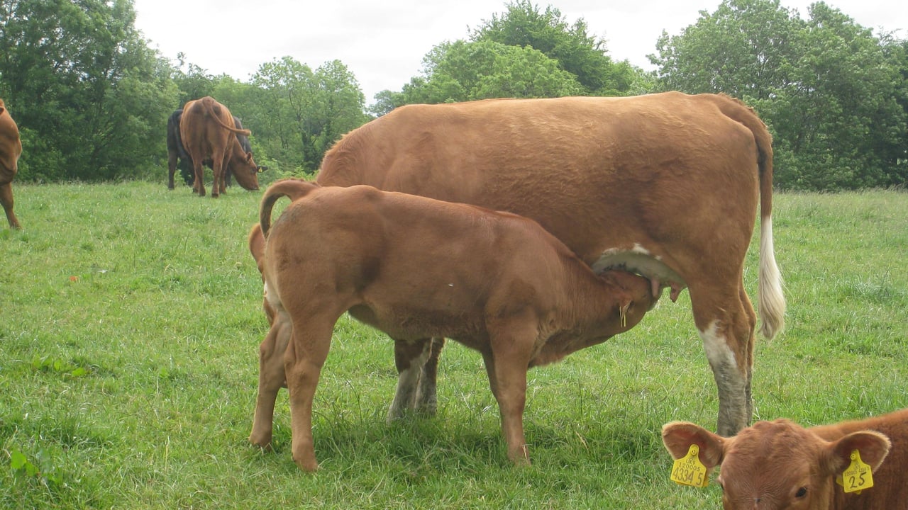 ‘Too many suckler calves are under fed and not reaching their growth potential’