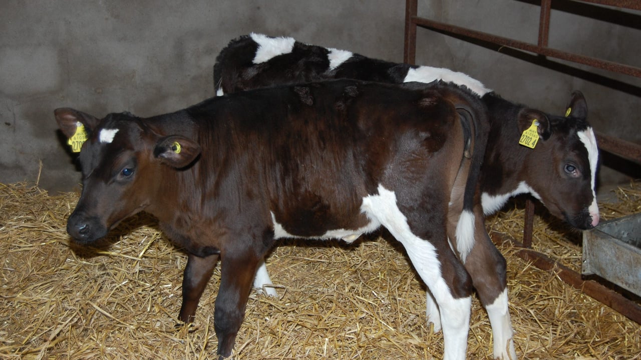 Rehydration important for scouring calves – AHI