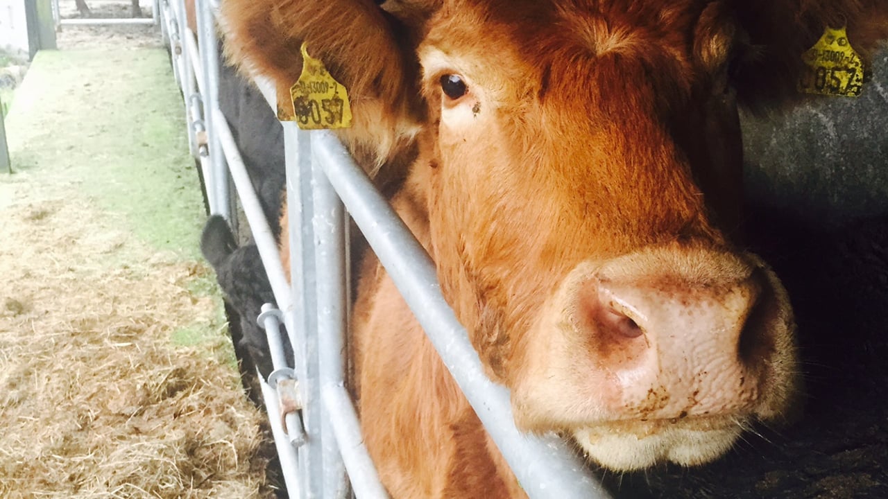 Farm antibiotic sales hit ‘all time low’ in the UK