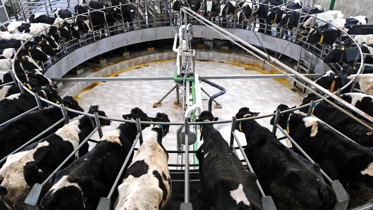 No EU milk surge expected in 2015 despite quota expiry
