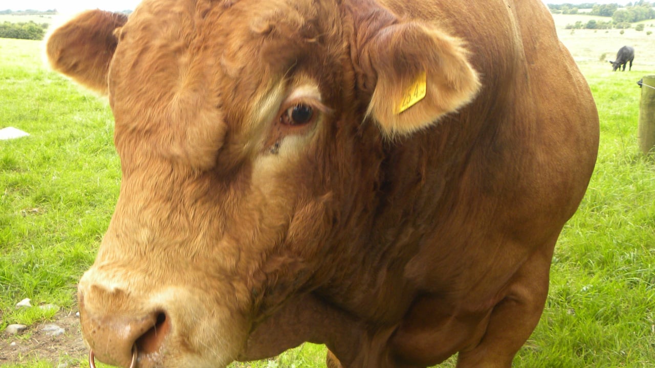 Buying a stock bull this year? Here’s a few words of advice