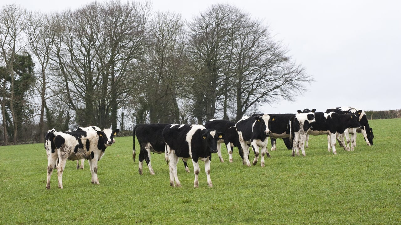 Volac to host heifer rearing conference this week