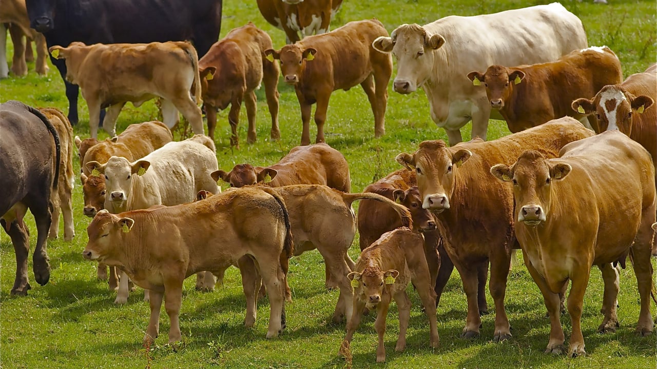 Minimising the risks of introducing a trojan animal