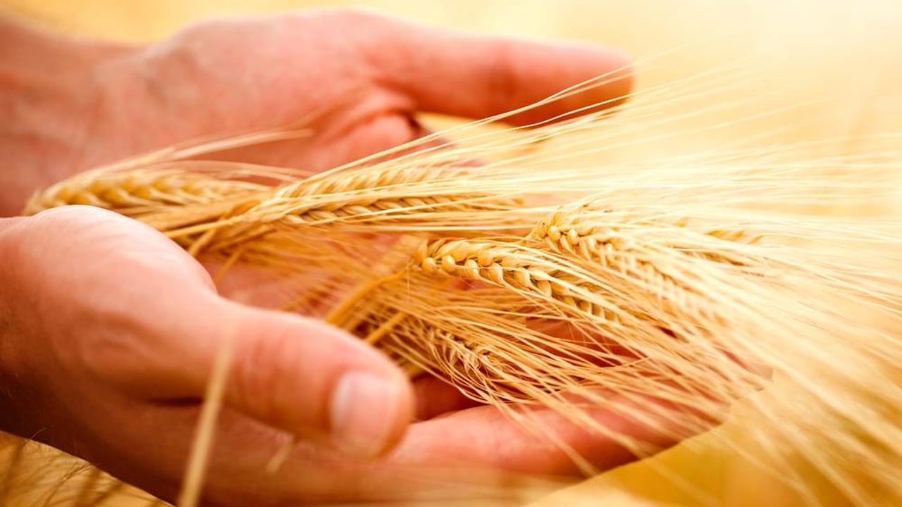 Environment MEPs oppose national GMO import bans proposal