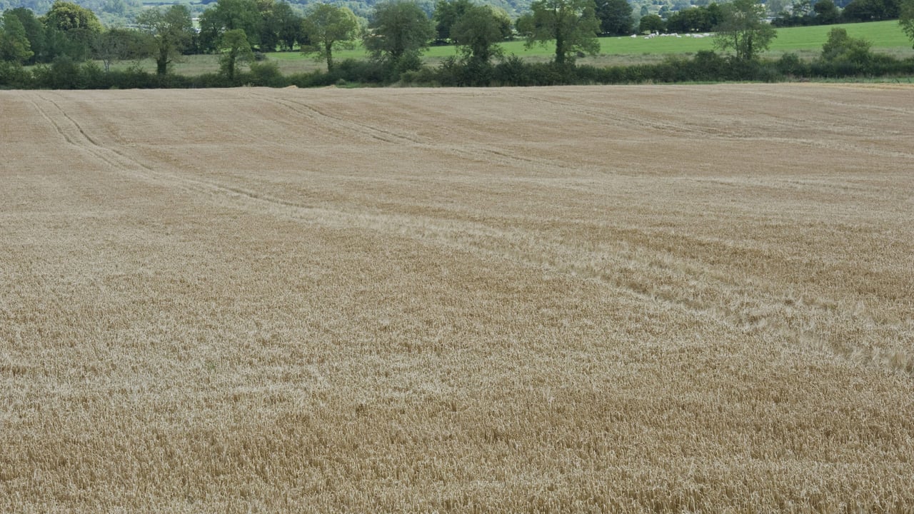 New insect repellent odour could help crop protection pesticides