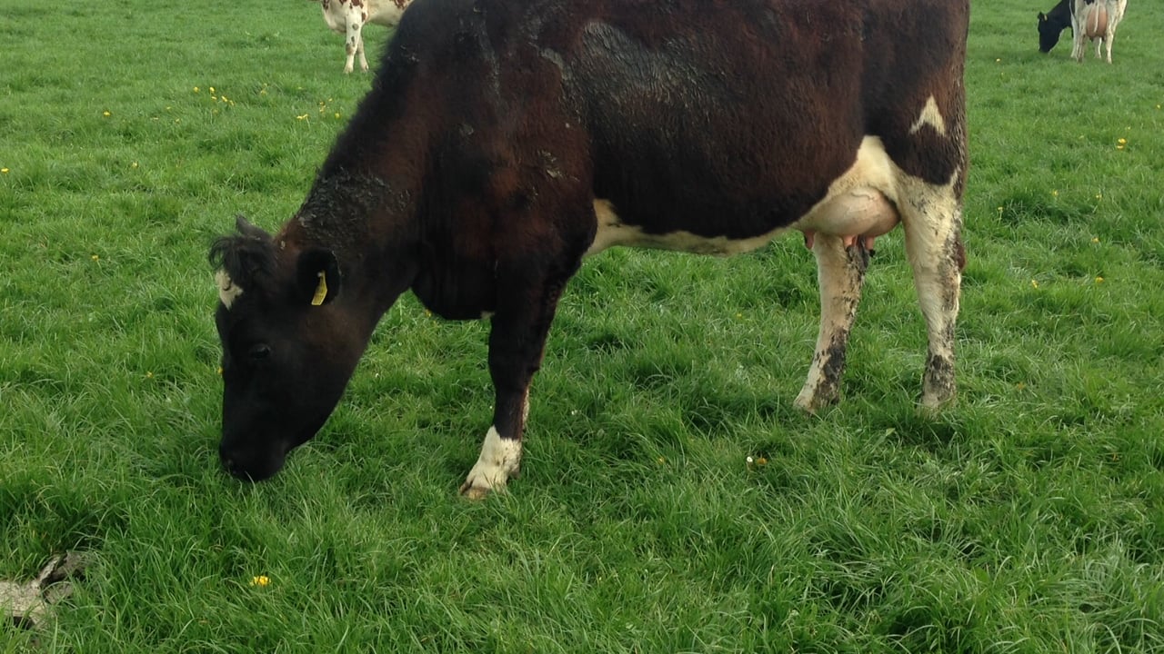 ‘New dairy entrants need a “big bang” approach’
