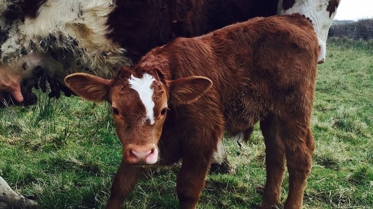 ‘Farmers can save €40-50/cow by monitoring suckler cow body condition’