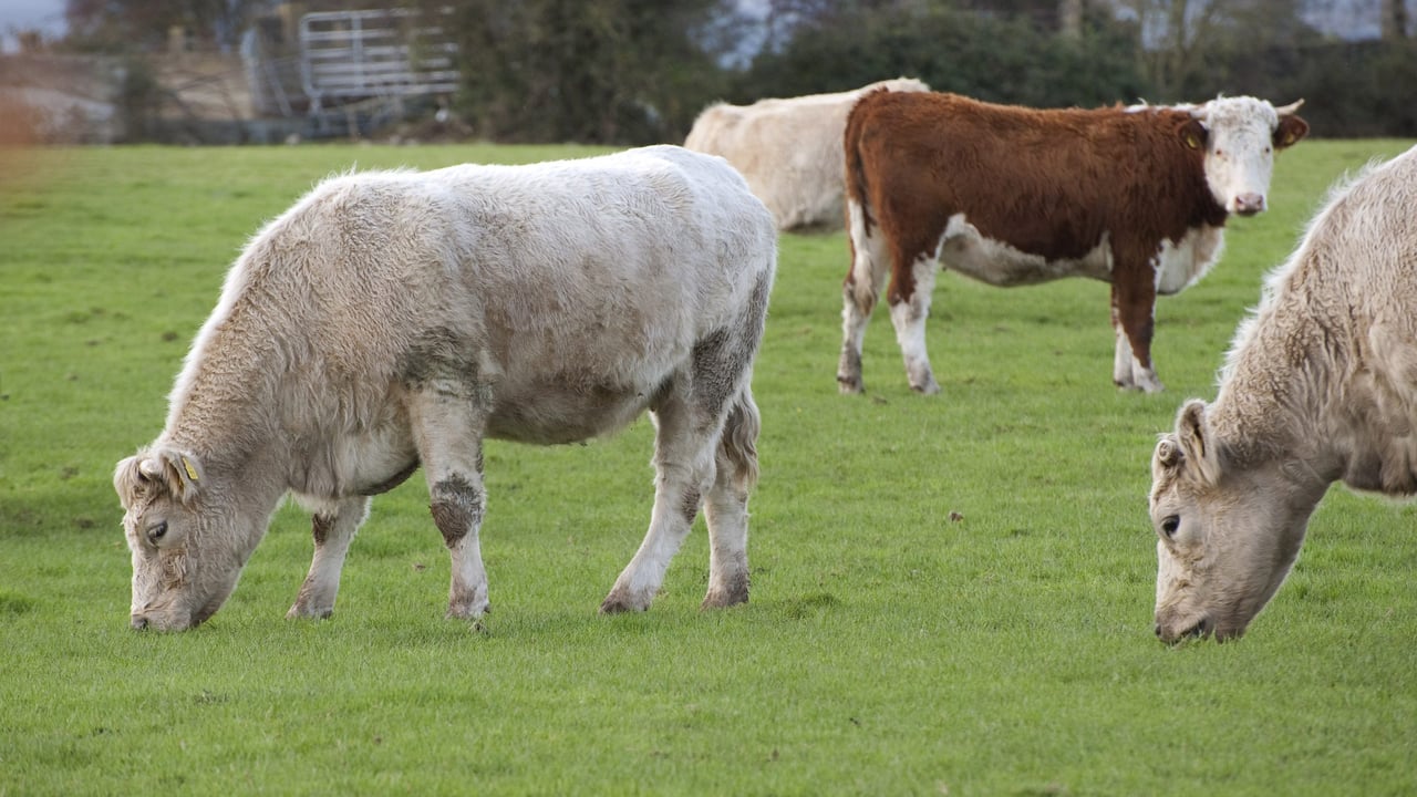 How to assess the liver fluke risk on your farm