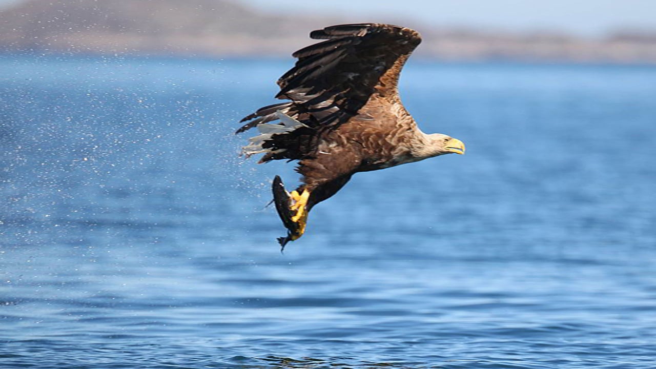 NSA urges caution over releasing more sea eagles into the wild