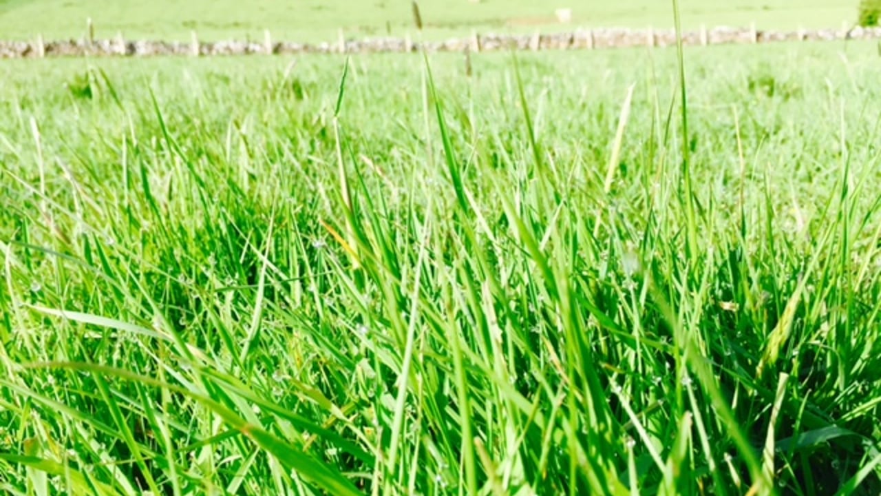 Grass advice: Dealing with low growth and stem