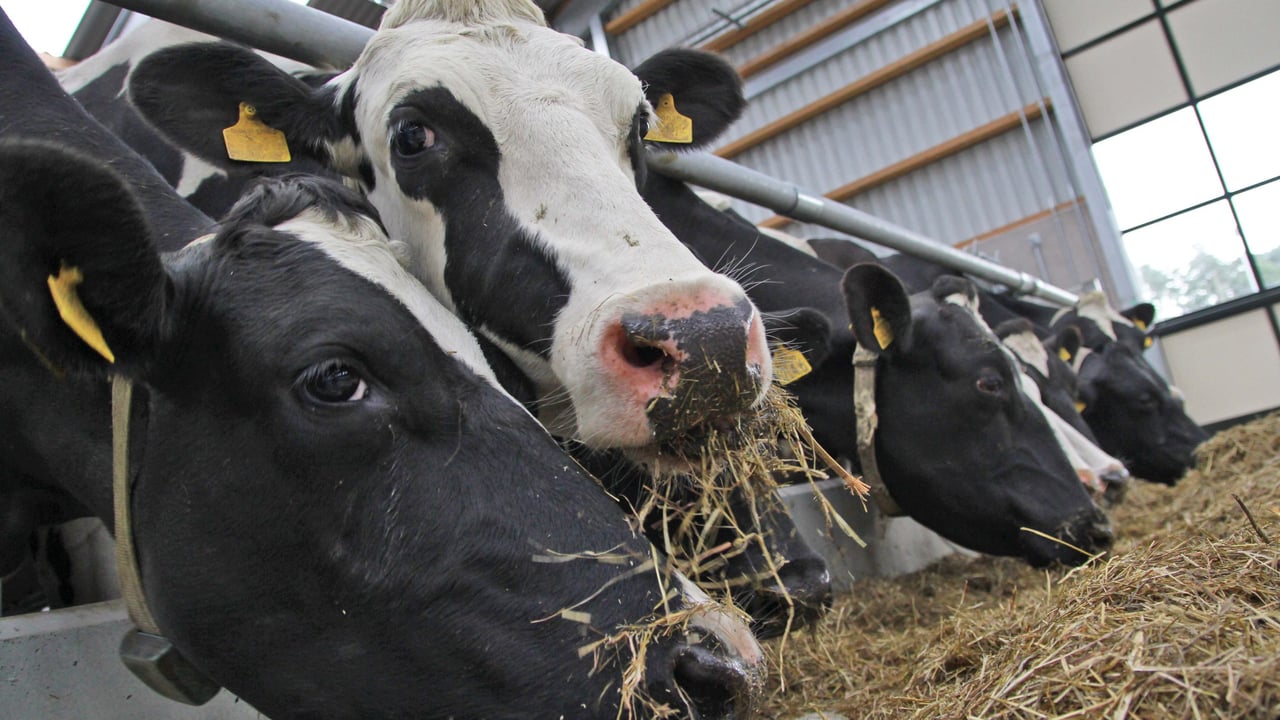 Peter Kingston: ‘My father has the funds to buy the cows’ as sale falls through