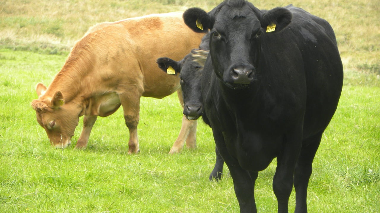 Wire in gut one of the main causes of suckler cow deaths in the UK