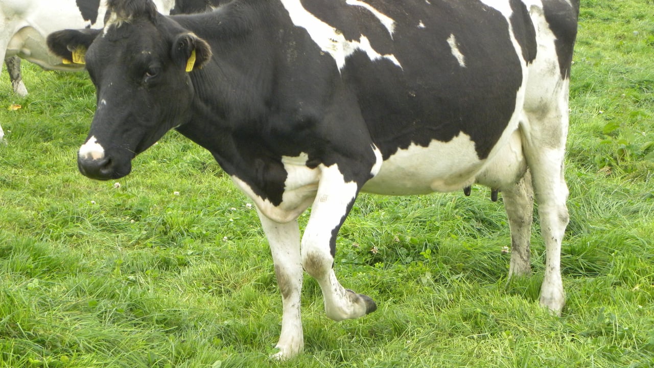Ostertagia levels running high in spring 2015 – Glanbia