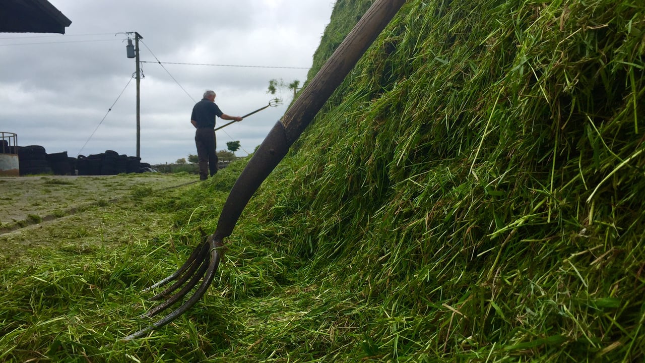 Find out how to make more from forage at this year’s Livestock Event