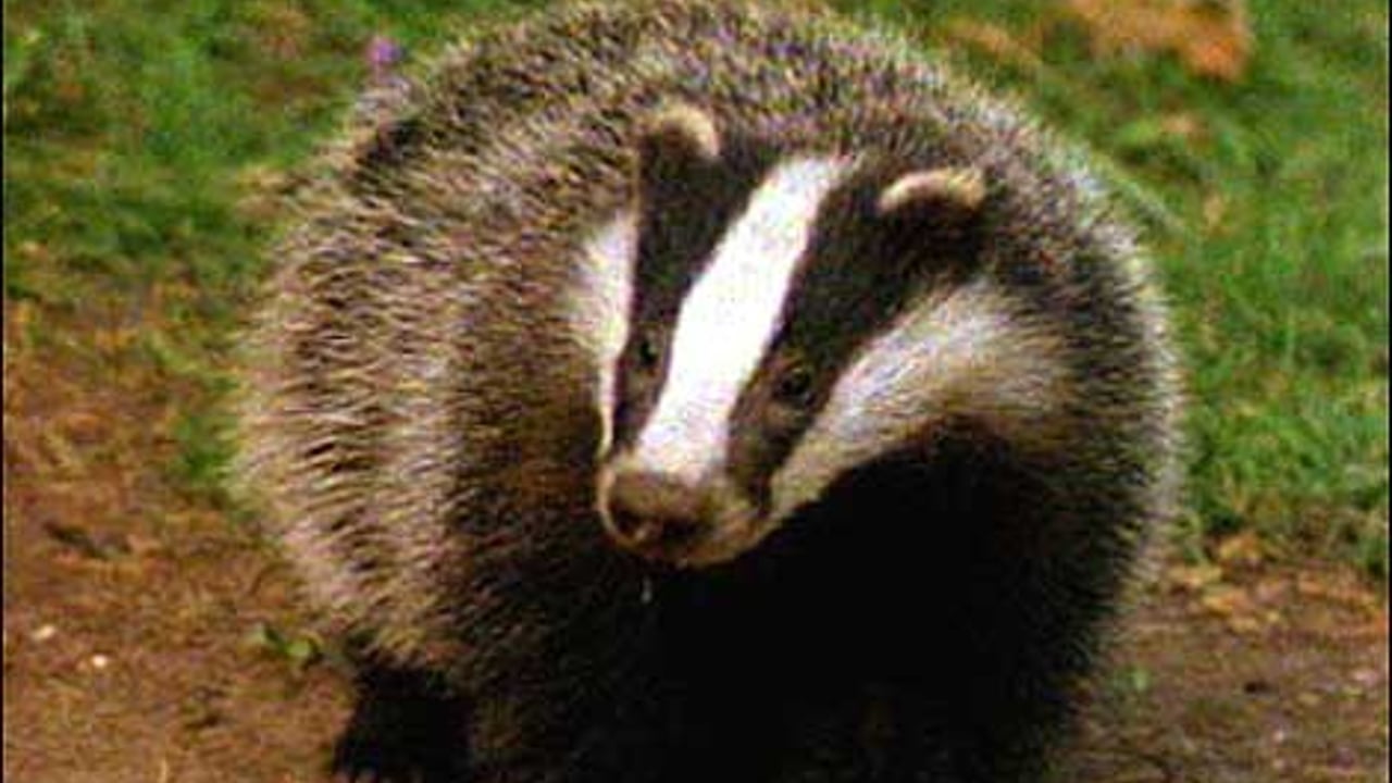 Coffee chain stops using milk from UK badger cull areas under pressure from protesters