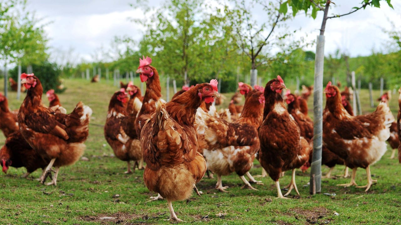 10 tips to help prevent your backyard flock from getting bird flu