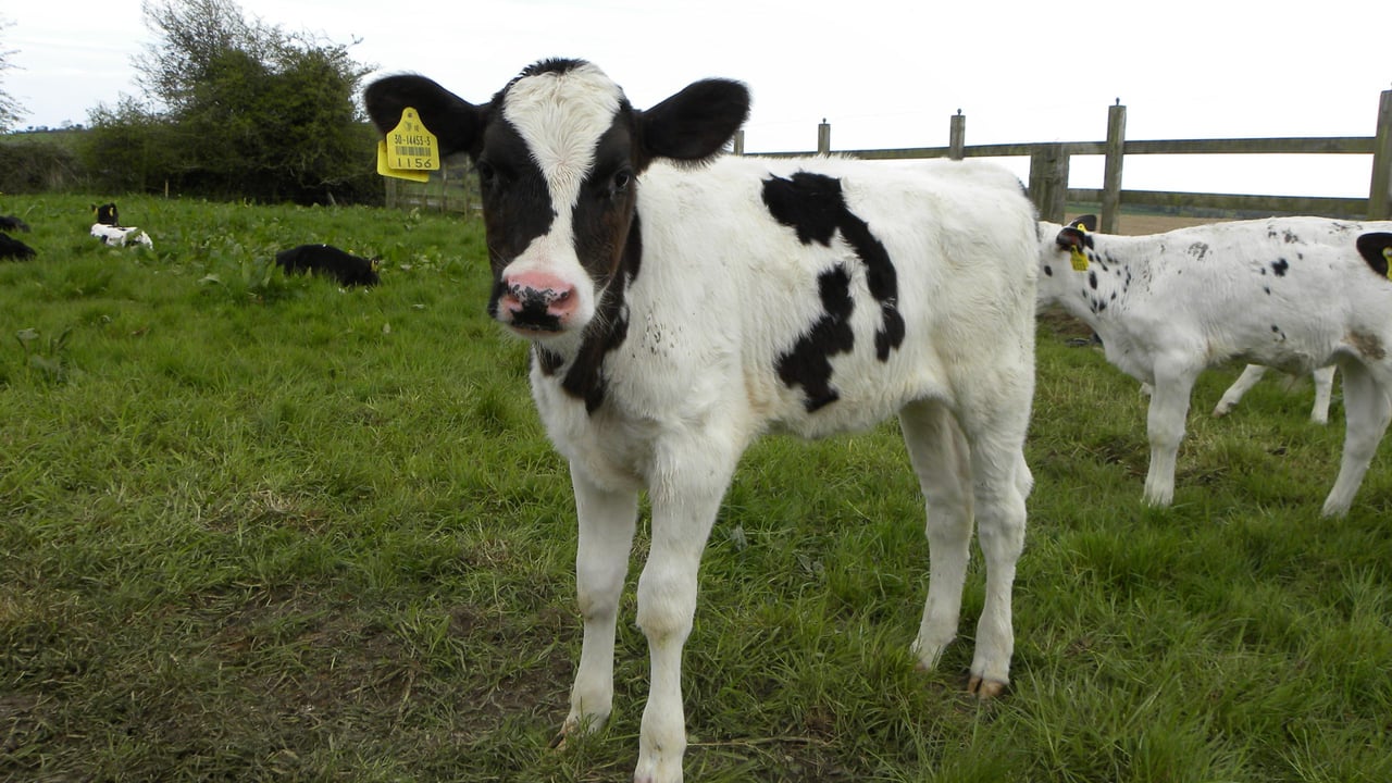 Video: Group of cyclists help farmers to deliver calf