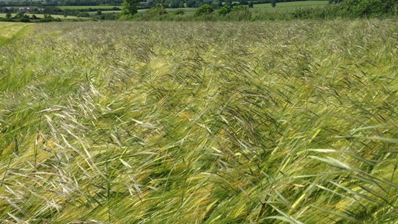 Winter barley growers advised to act now to halt the progress of Sterile Brome