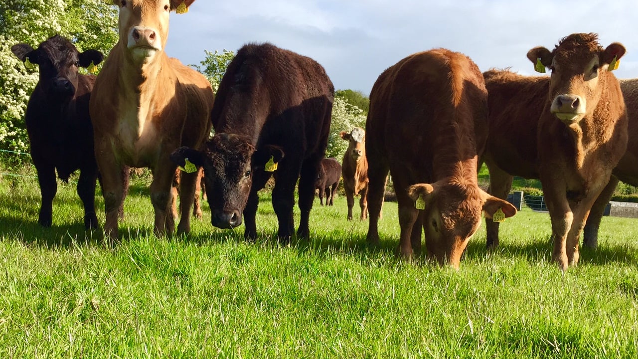 EU beef production expected to increase by 2% in 2016 – European Commission