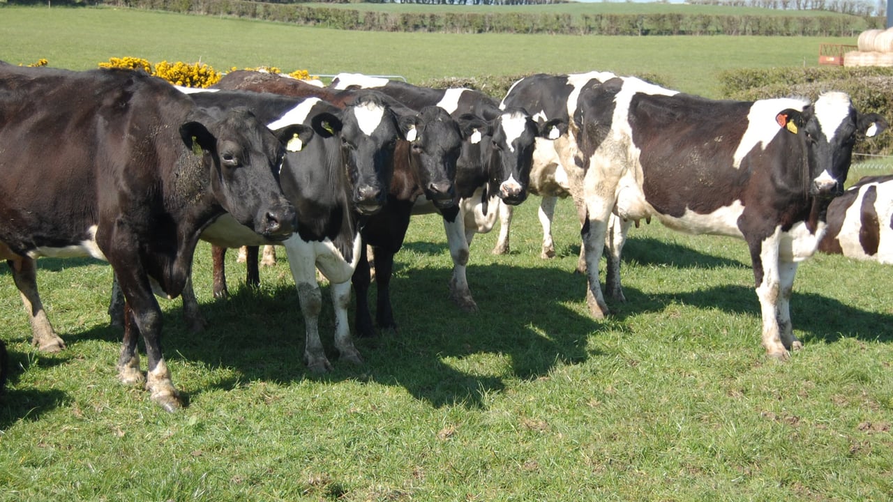 ‘Heifer care often overlooked in digital dermatitis management’