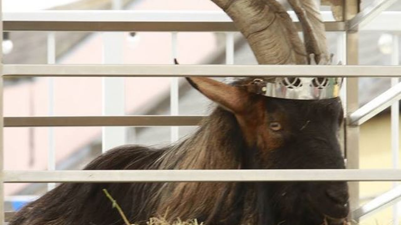 If the goat was mistreated he would not be putting on weight – Healy-Rae