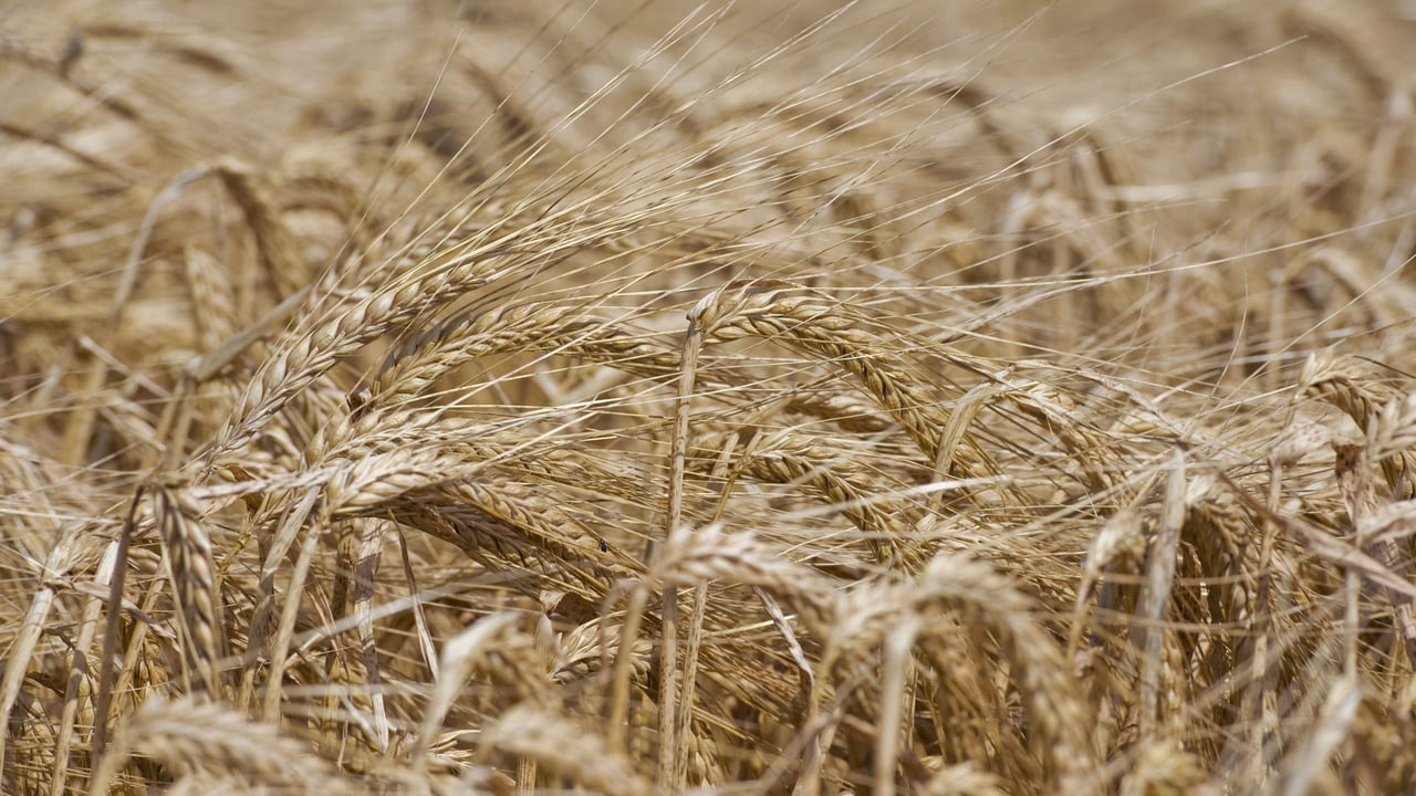 ‘The overall picture is positive for malt and malting barley’ – NFU Scotland