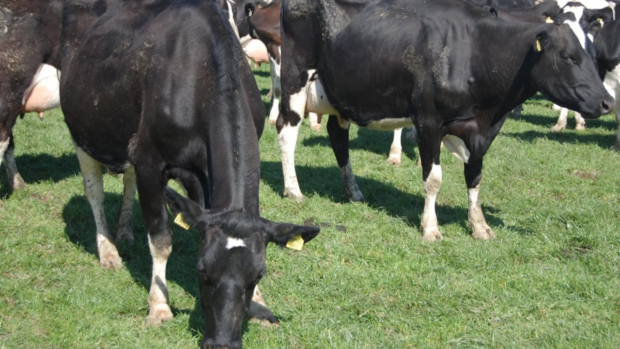‘Dairy farmers are in for a rough ride’