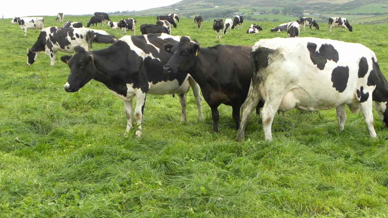 Dairy expansion from within is much safer than going to the market says top vet